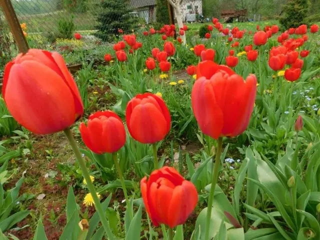 Planting tulips by March 8: terms, rules, step-by-step instructions for distillation