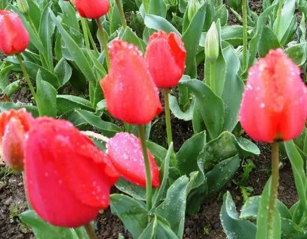 Planting tulips by March 8: terms, rules, step-by-step instructions for distillation