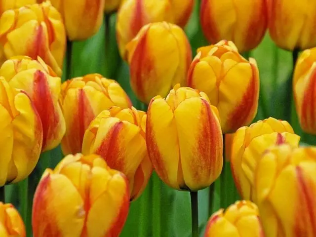 Planting tulips by March 8: terms, rules, step-by-step instructions for distillation