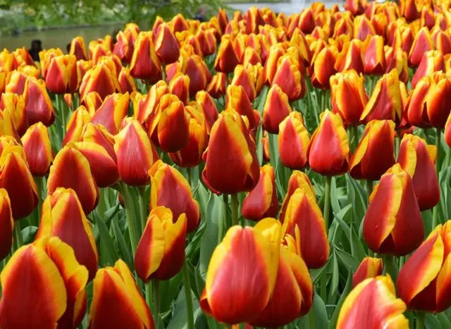 Planting tulips by March 8: terms, rules, step-by-step instructions for distillation