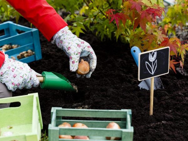 Planting tulips in autumn: benefits, determining the timing, features of further care and wintering + advice from flower growers