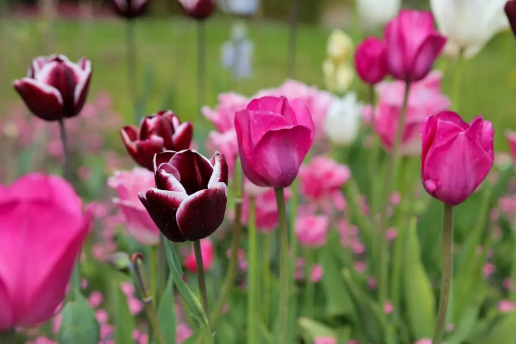 Planting tulips in autumn: benefits, determining the timing, features of further care and wintering + advice from flower growers