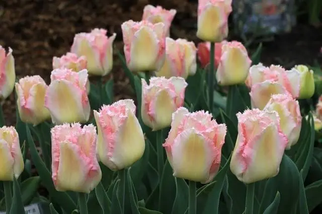 Planting tulips in open ground in autumn