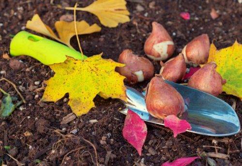 Planting tulips in open ground in autumn