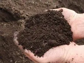 Planting tulips in open ground in autumn