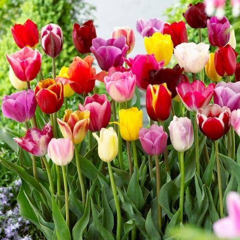 Planting tulips in open ground in autumn