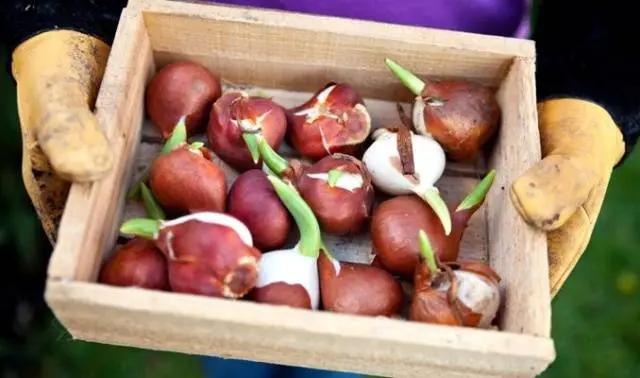 Planting tulips in open ground in autumn