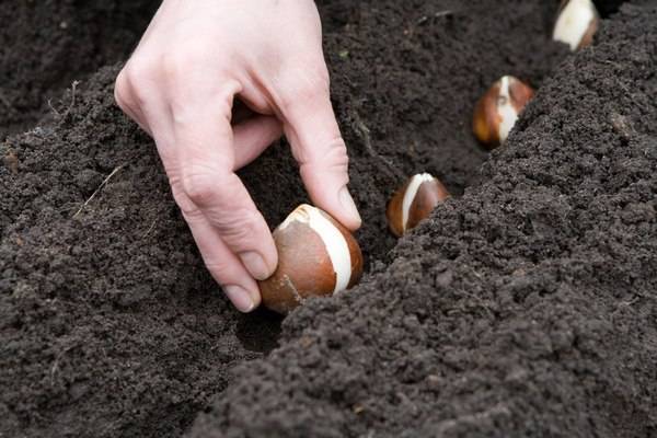 Planting tulips in open ground in autumn