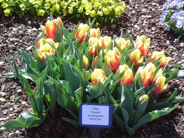 Planting tulips in open ground in autumn