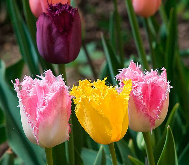 Planting tulips in open ground in autumn