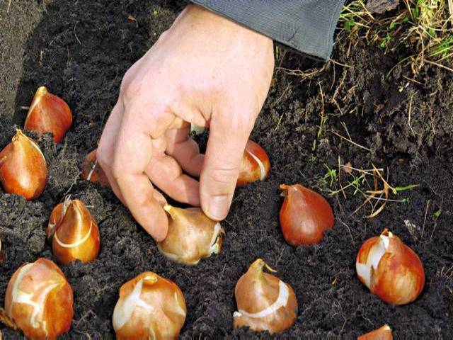 Planting tulips in open ground in autumn