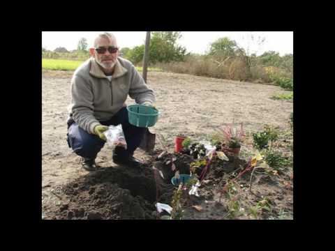 Planting tulips in open ground in autumn