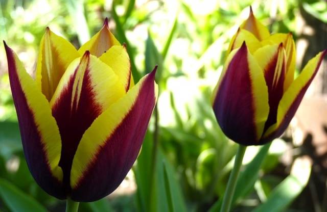 Planting tulips in open ground in autumn