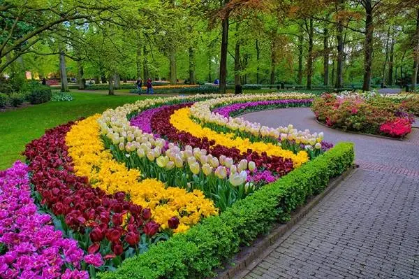 Planting tulips in open ground in autumn