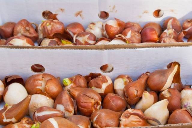 Planting tulips in open ground in autumn