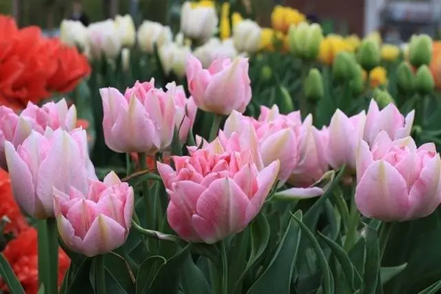 Planting tulips in open ground in autumn