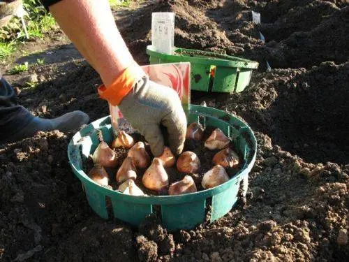 Planting tulips in open ground in autumn