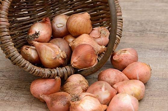 Planting tulips in open ground in autumn