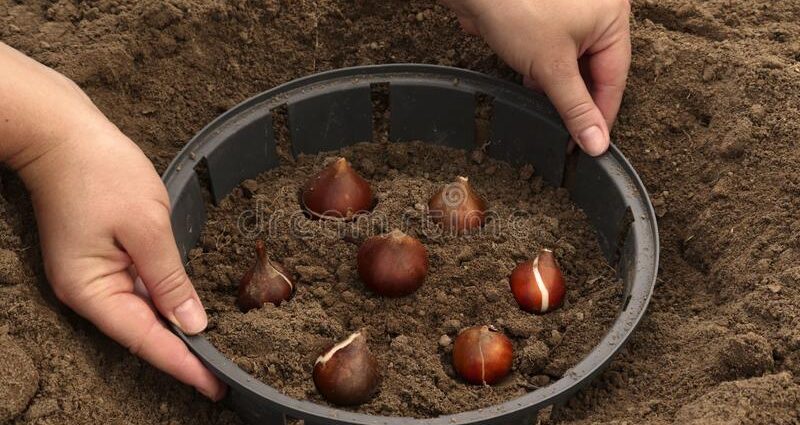 Planting tulips in open ground in autumn