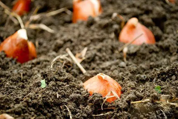 Planting tulips in open ground in autumn