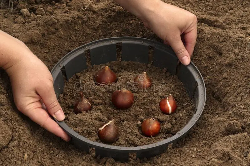 Planting tulips in open ground in autumn