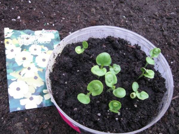 Planting tunbergia seeds for seedlings