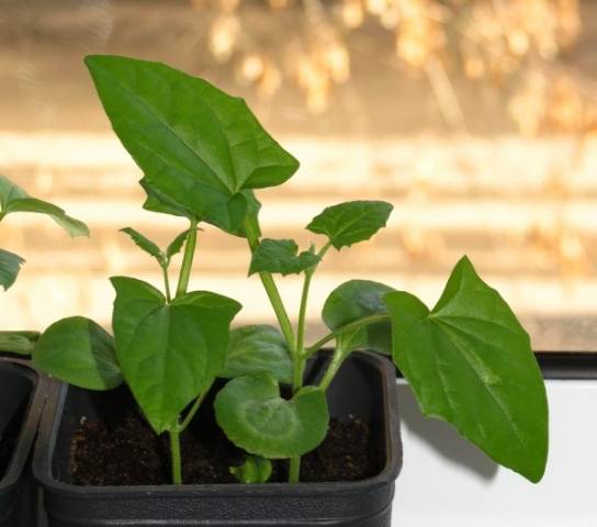 Planting tunbergia seeds for seedlings