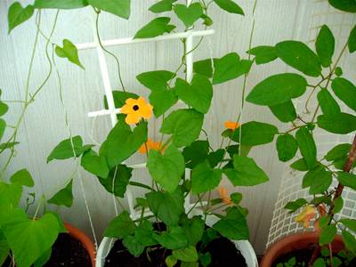 Planting tunbergia seeds for seedlings