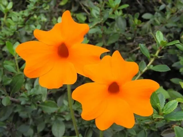 Planting tunbergia seeds for seedlings