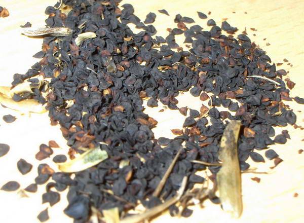 Planting Turkish cloves with seeds at home