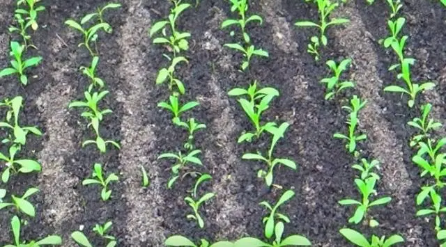 Planting Turkish cloves with seeds at home