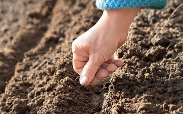 Planting Turkish cloves with seeds at home