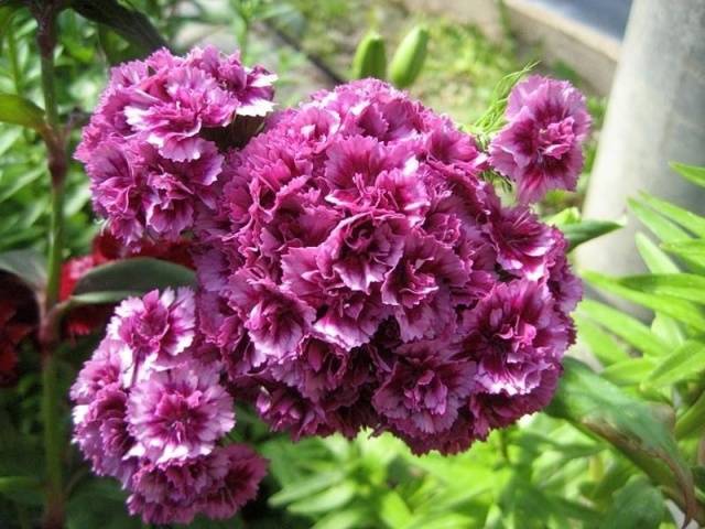 Planting Turkish cloves with seeds at home