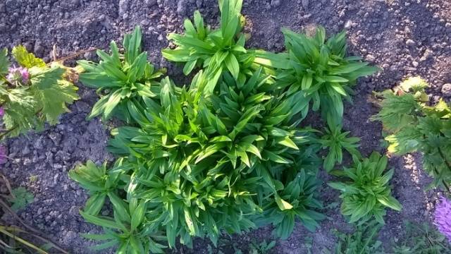 Planting Turkish cloves with seeds at home