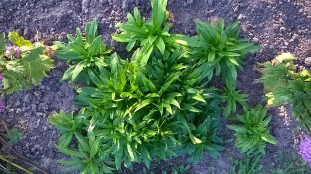 Planting Turkish cloves with seeds at home