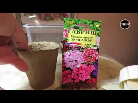 Planting Turkish cloves with seeds at home