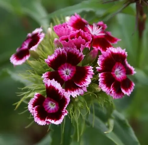 Planting Turkish cloves with seeds at home