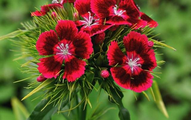 Planting Turkish cloves with seeds at home