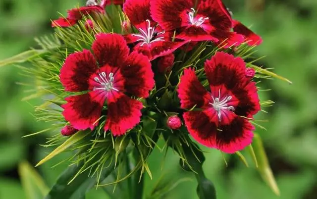 Planting Turkish cloves with seeds at home