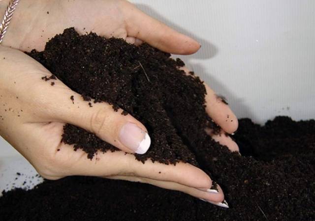 Planting Turkish cloves with seeds at home