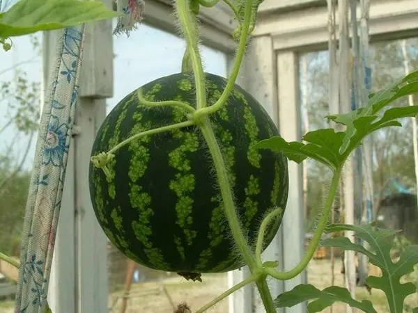 Planting watermelon for seedlings at home