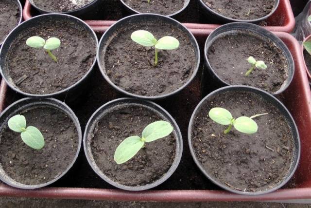 Planting watermelon for seedlings at home