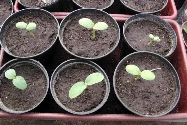 Planting watermelon for seedlings at home