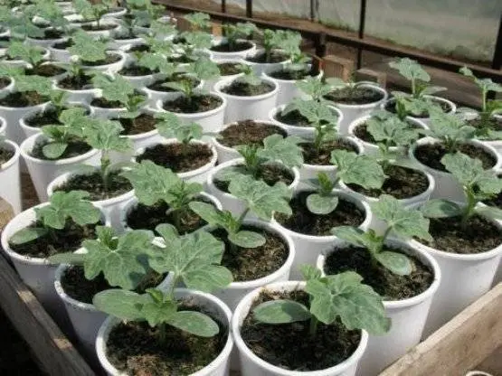 Planting watermelon for seedlings at home