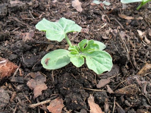 Planting watermelon for seedlings at home