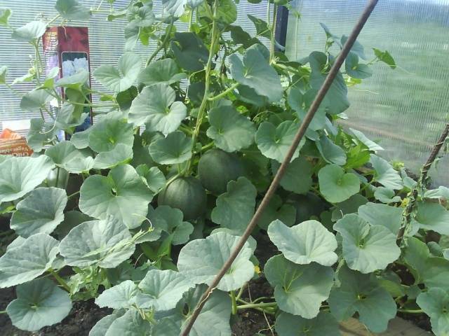 Planting watermelon for seedlings at home