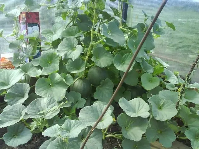 Planting watermelon for seedlings at home