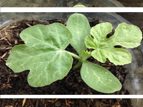 Planting watermelon for seedlings at home