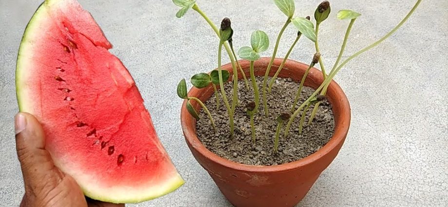 Planting watermelon for seedlings at home