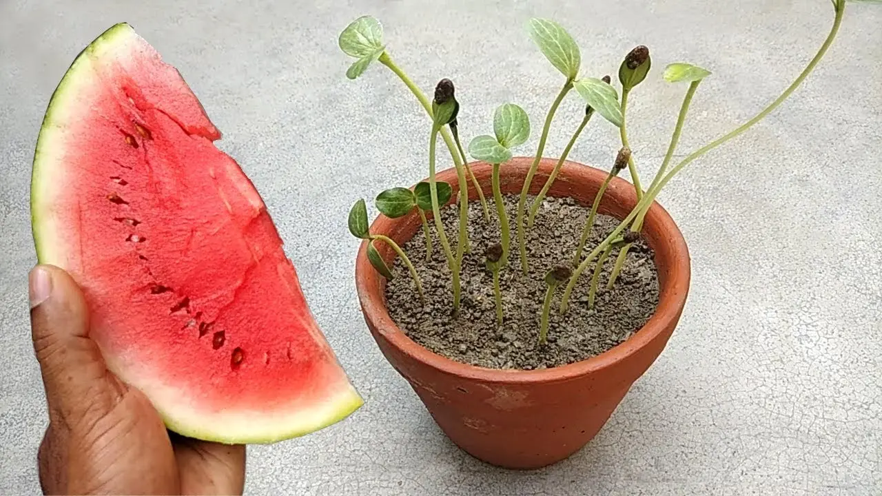 Planting watermelon for seedlings at home